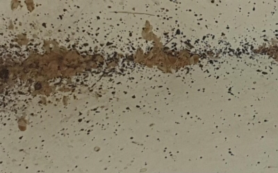 Les xinxes es van extenent cada vegada més | Cedida